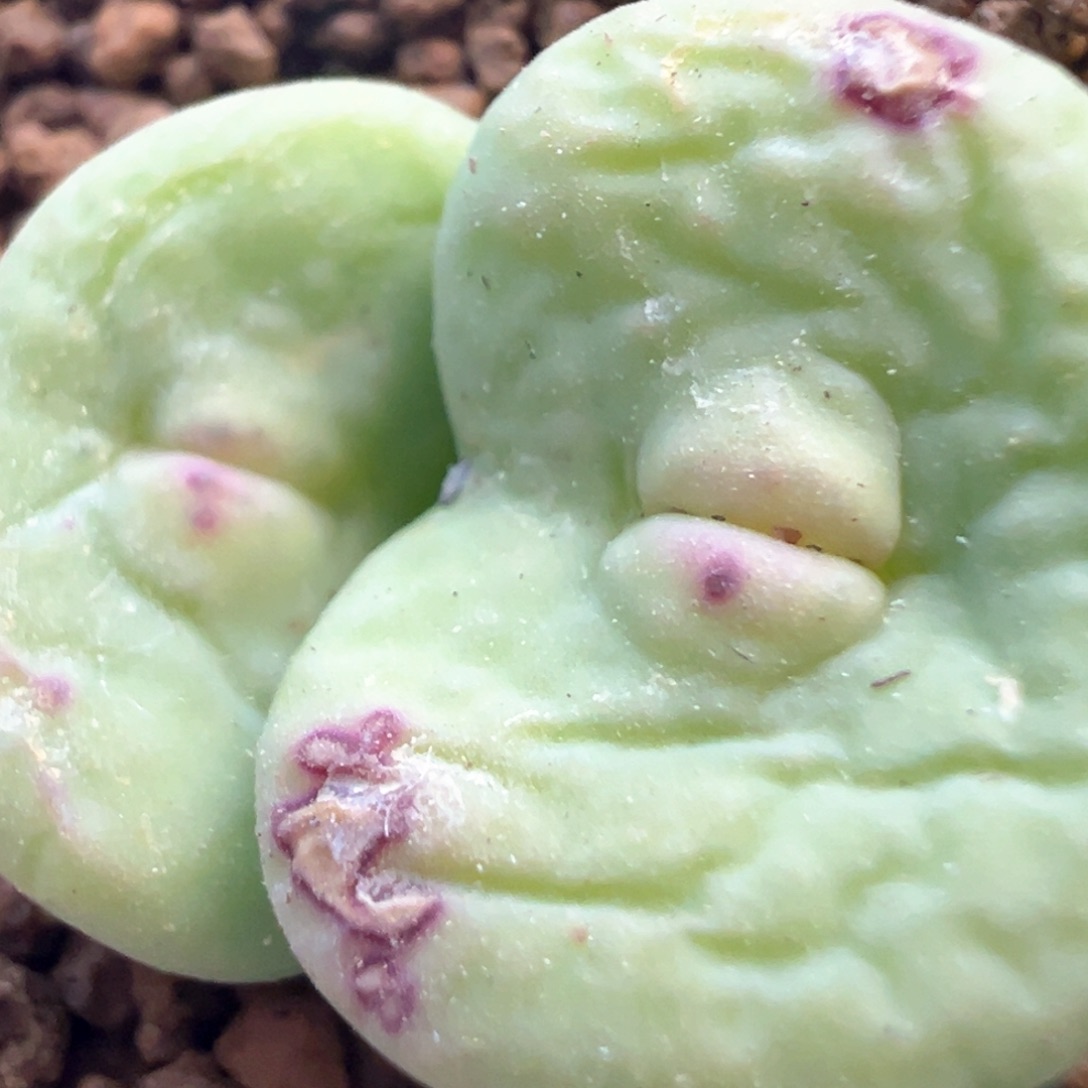 大型嘟嘟嘴 肉锥植物