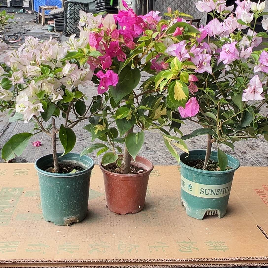 大部分花苞少量开放丽娜，金心双色，雪紫组合