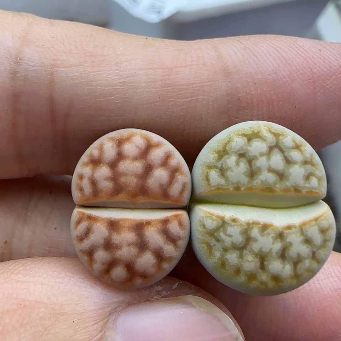 202拿铁花纹清框福利30包邮