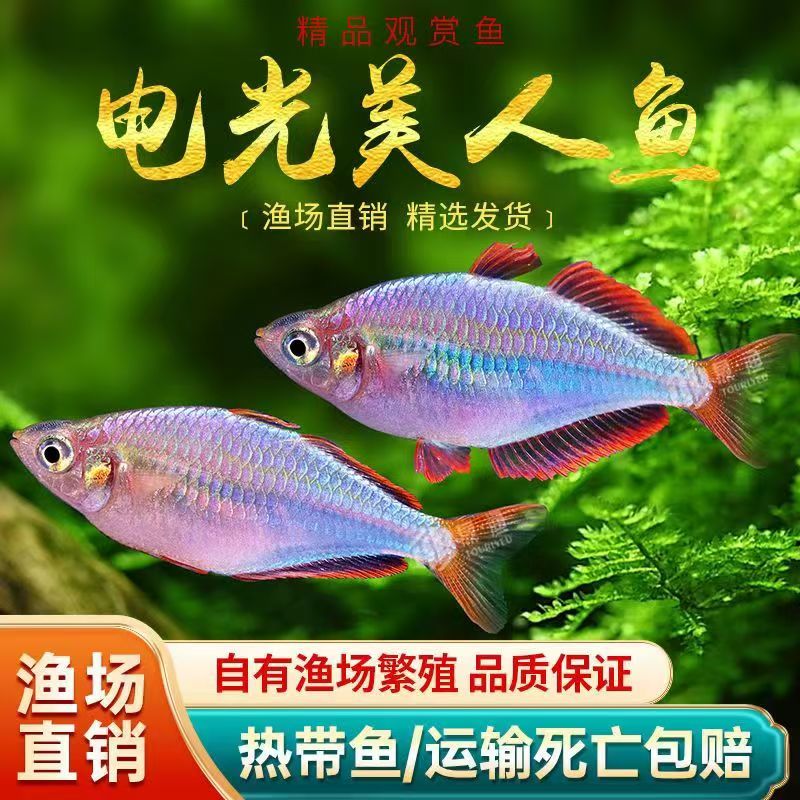 电光美人鱼热带淡水观赏鱼适合草缸群游易养活鱼