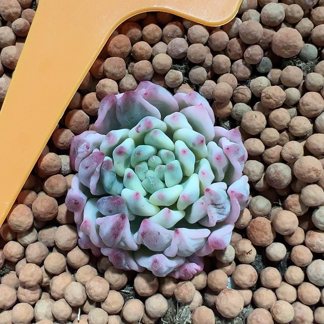 蓝苹果锦，多肉植物