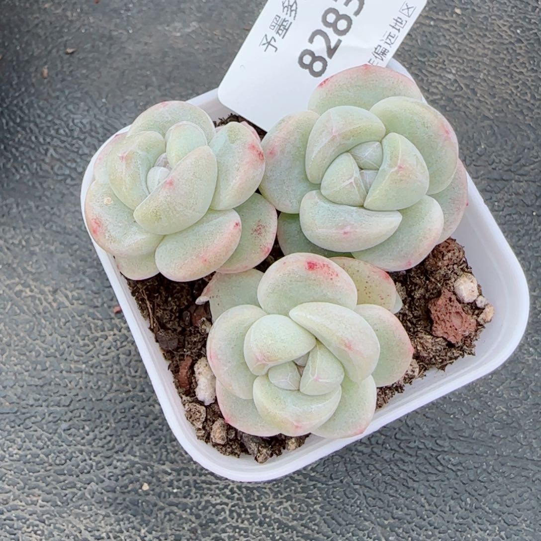 冰玉无砍，8283多肉植物