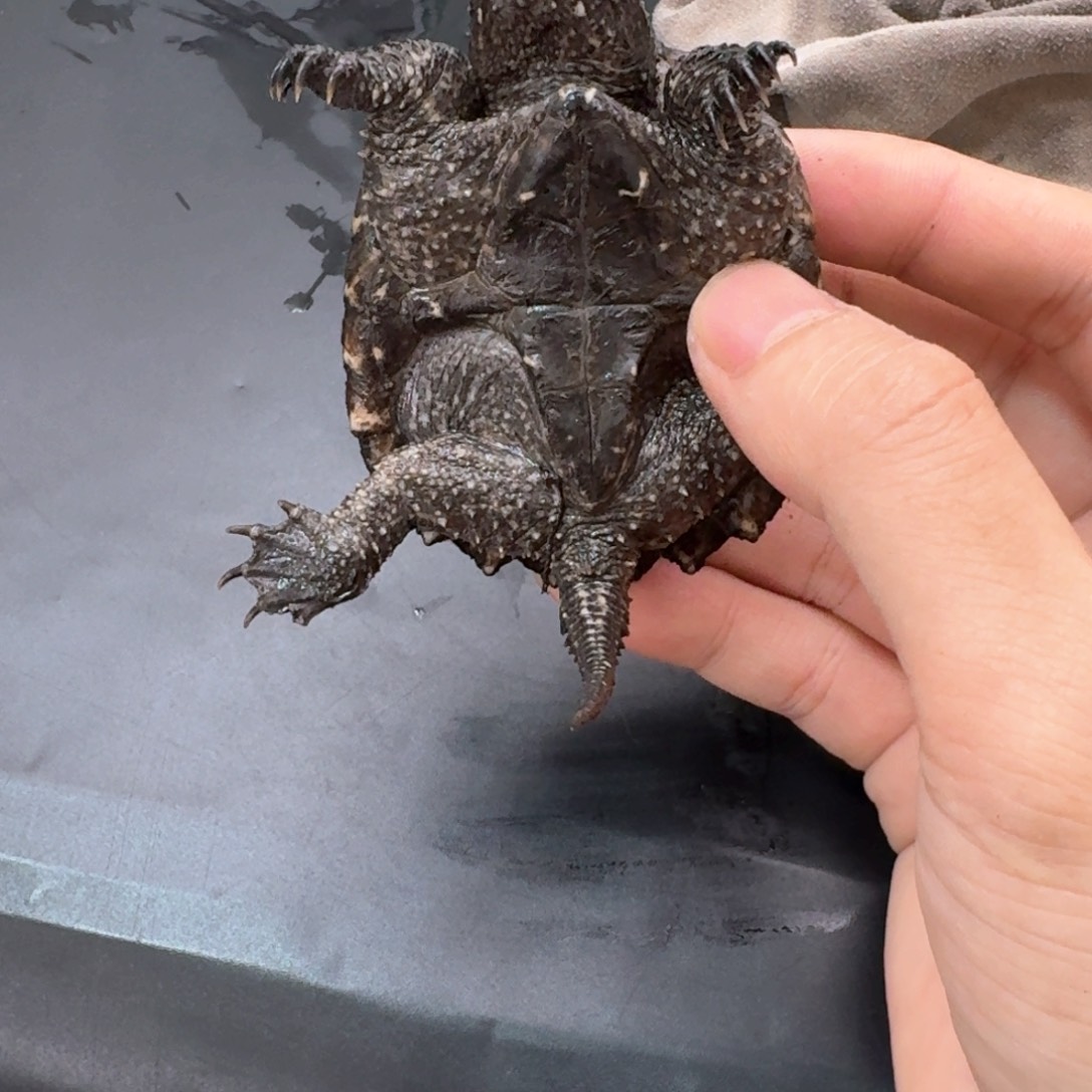 宠物龟不分公母11