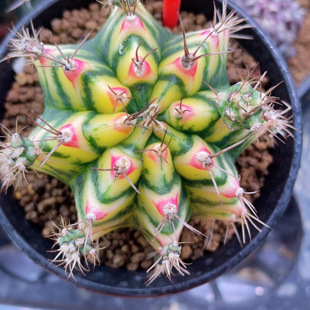 1-1花田母本7.7厘米