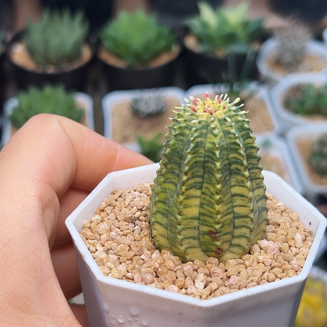 特价干疤布纹球锦实生球自根      