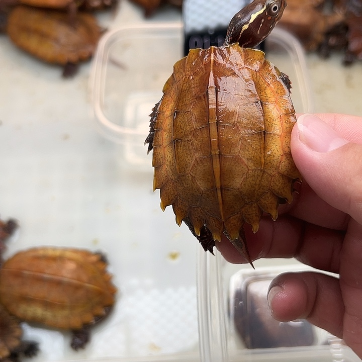母宠物龟?***?枫叶