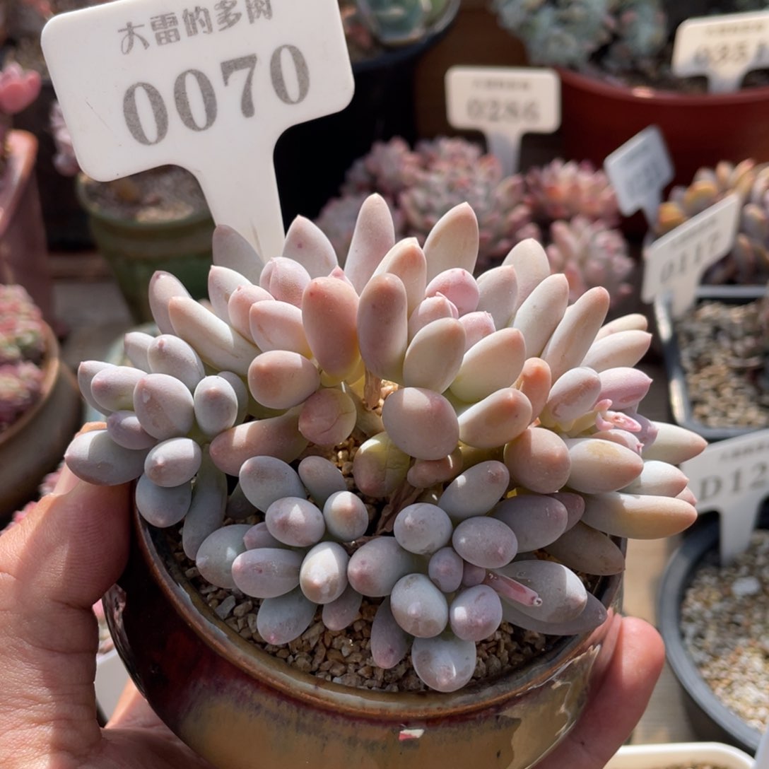 0070星星美人不带盆10厘米