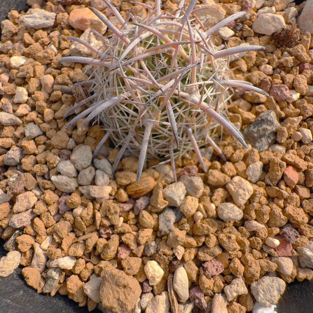 实生琥爪玉仙人球91