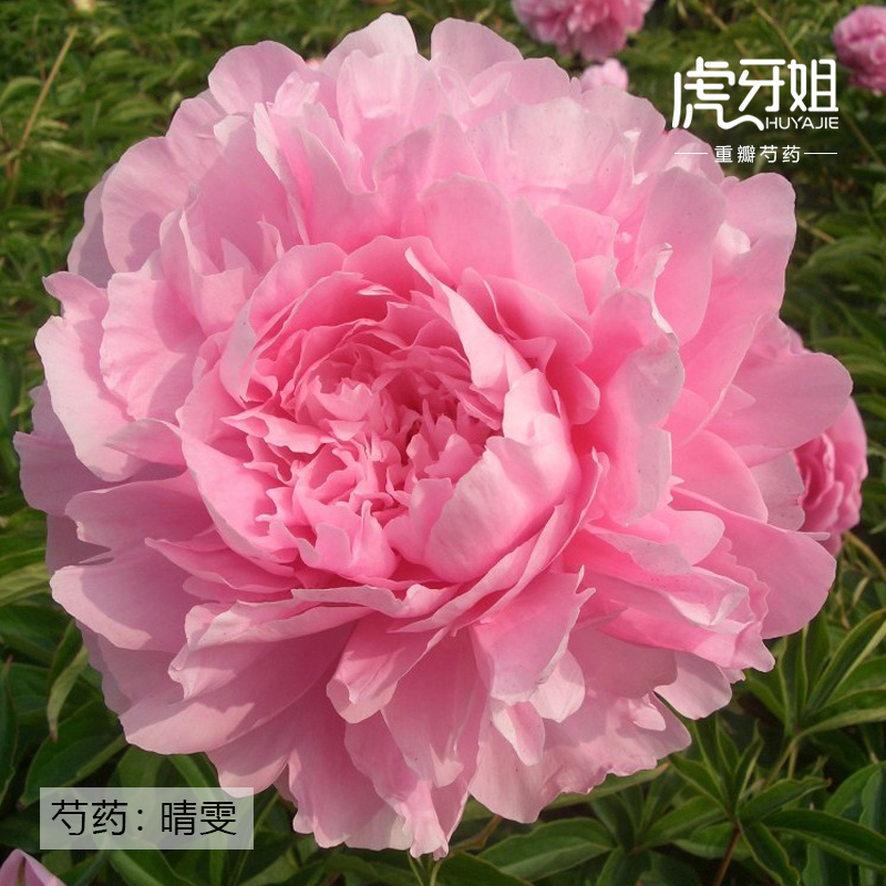 【晴雯】裸根芍药包对版-庭院阳台花卉重瓣大花粉色