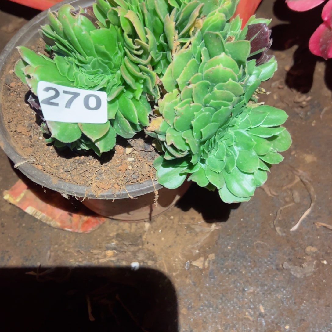 270 号多肉植物新年特价福利