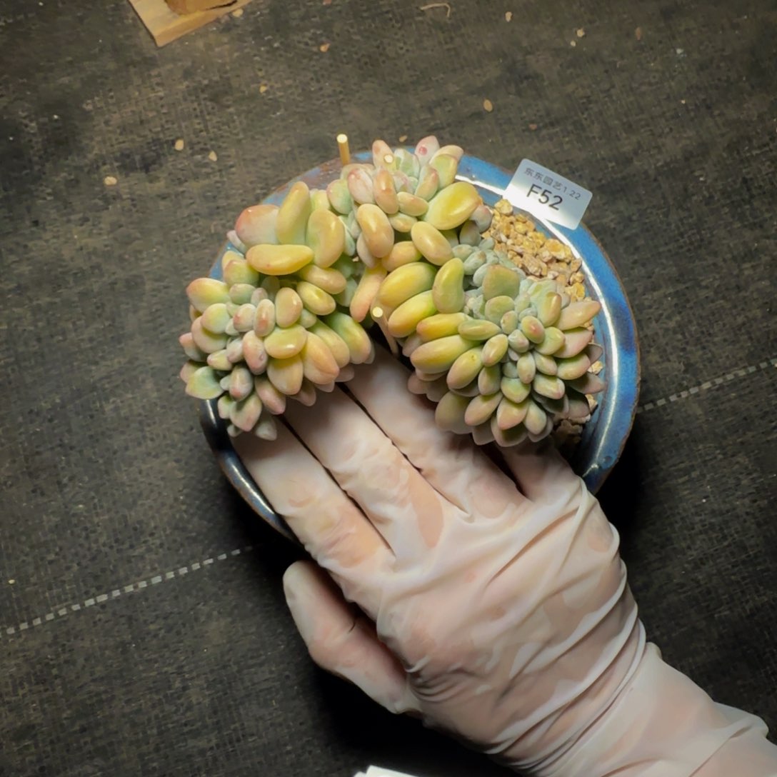 f f f f f f f f f f f 52