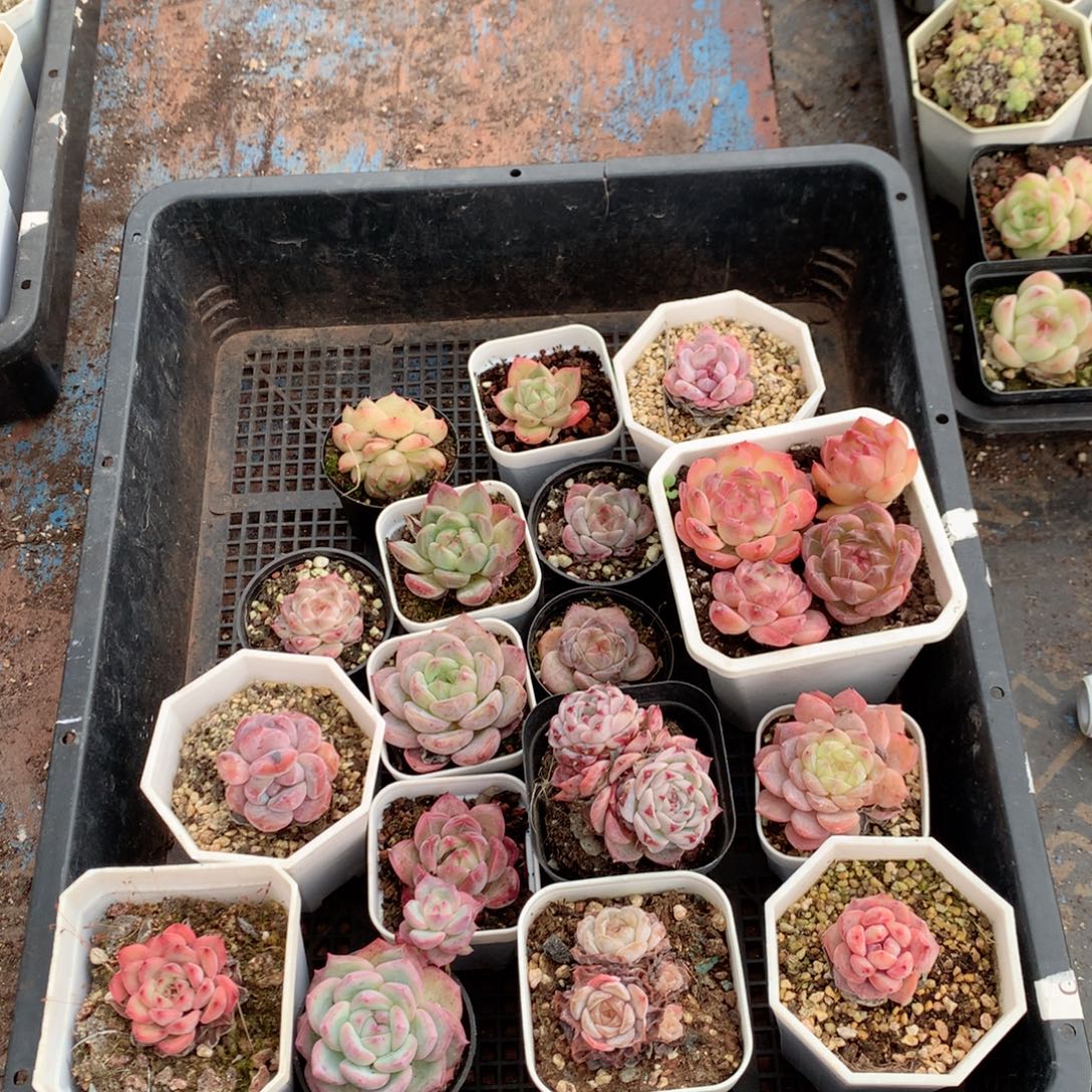 无花朵W57英语英语
