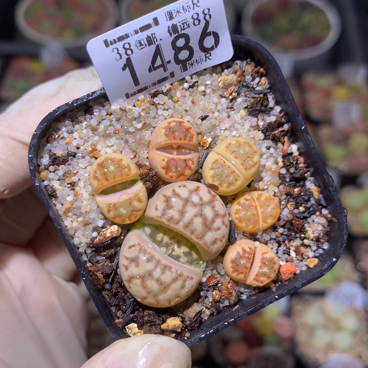 Zzz精品生石花1486