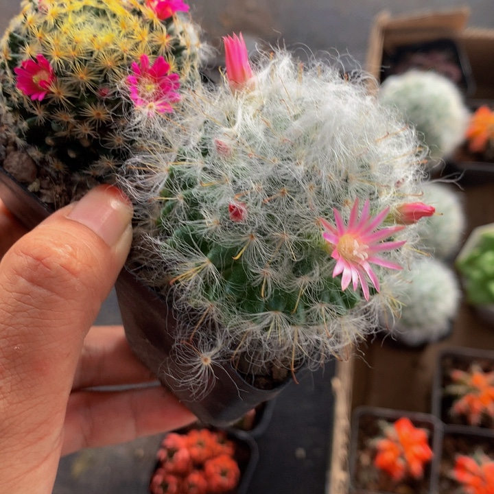 卷毛 （满9.99包邮不满9.99发叶子）