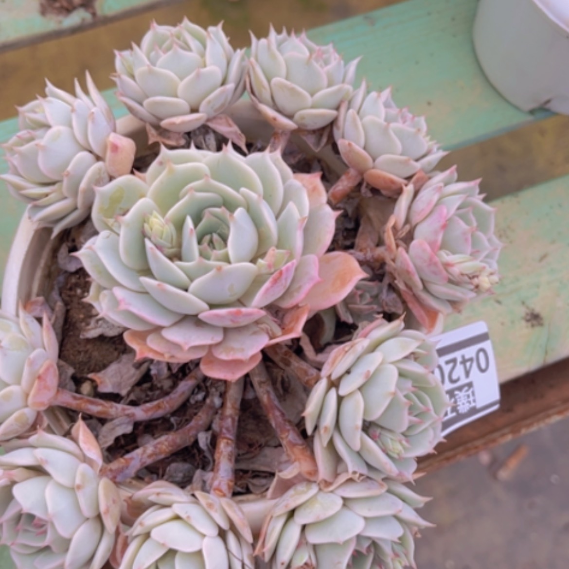 【闪购商品】露娜莲04202