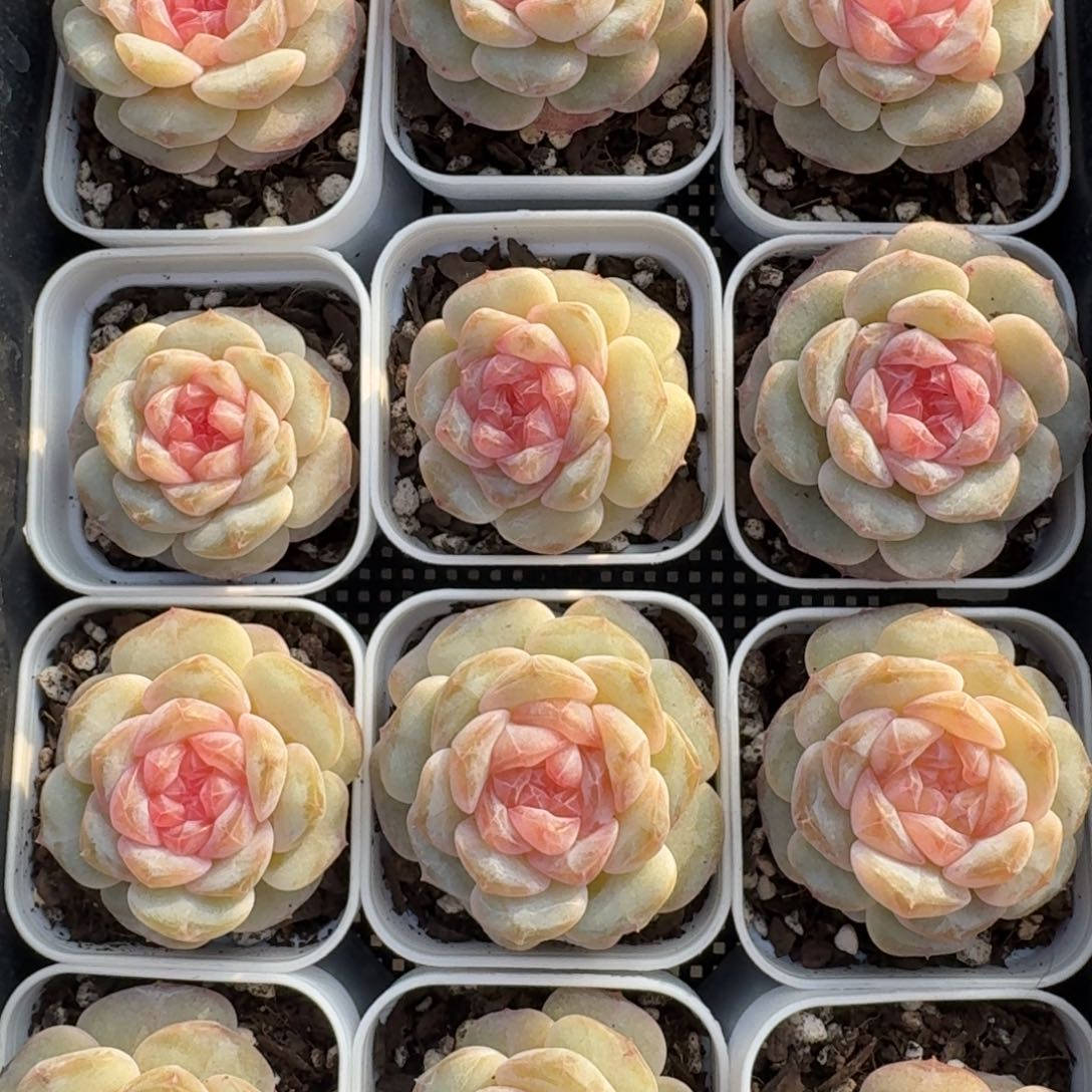 1212-164-少女心事单头量拍多肉