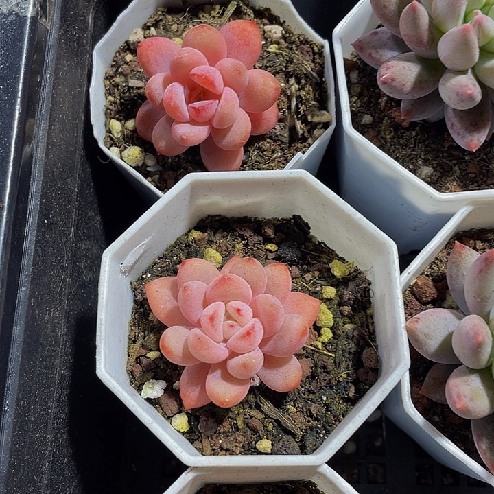 八角盆星星雪带盆土发