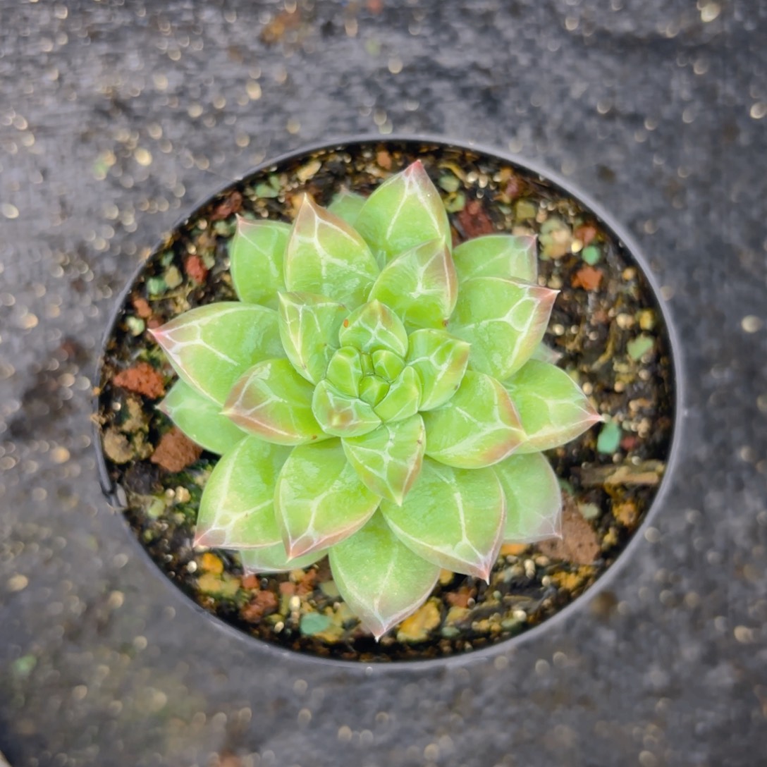 美人个体一物一拍