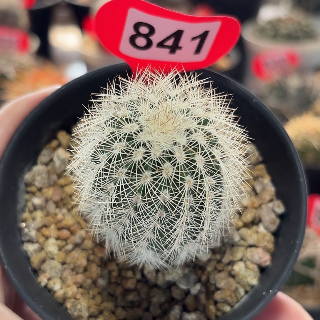 仙人球实生白云虾