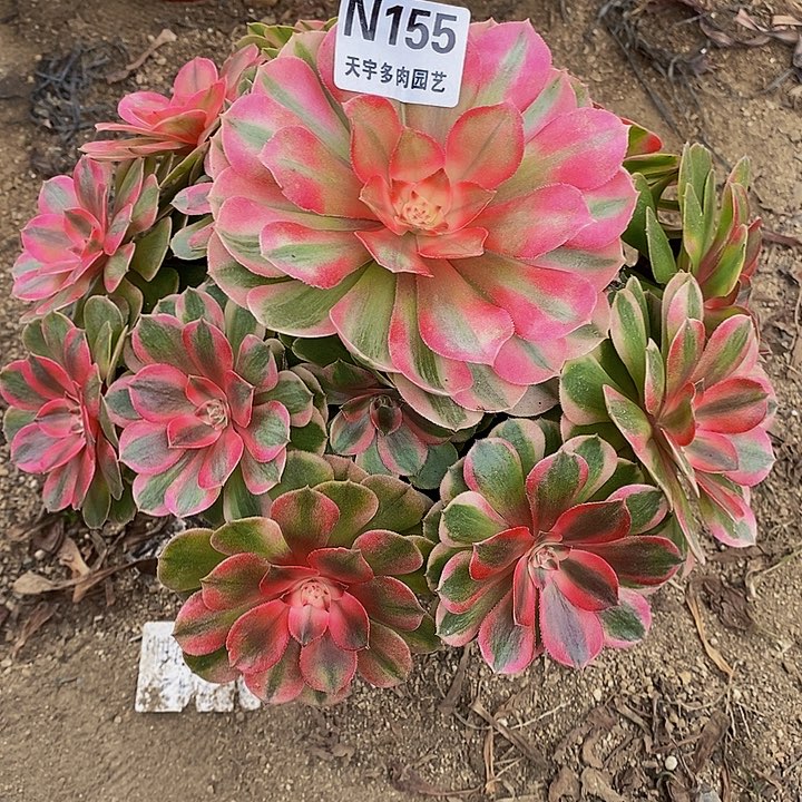 多肉植物荔枝155多肉