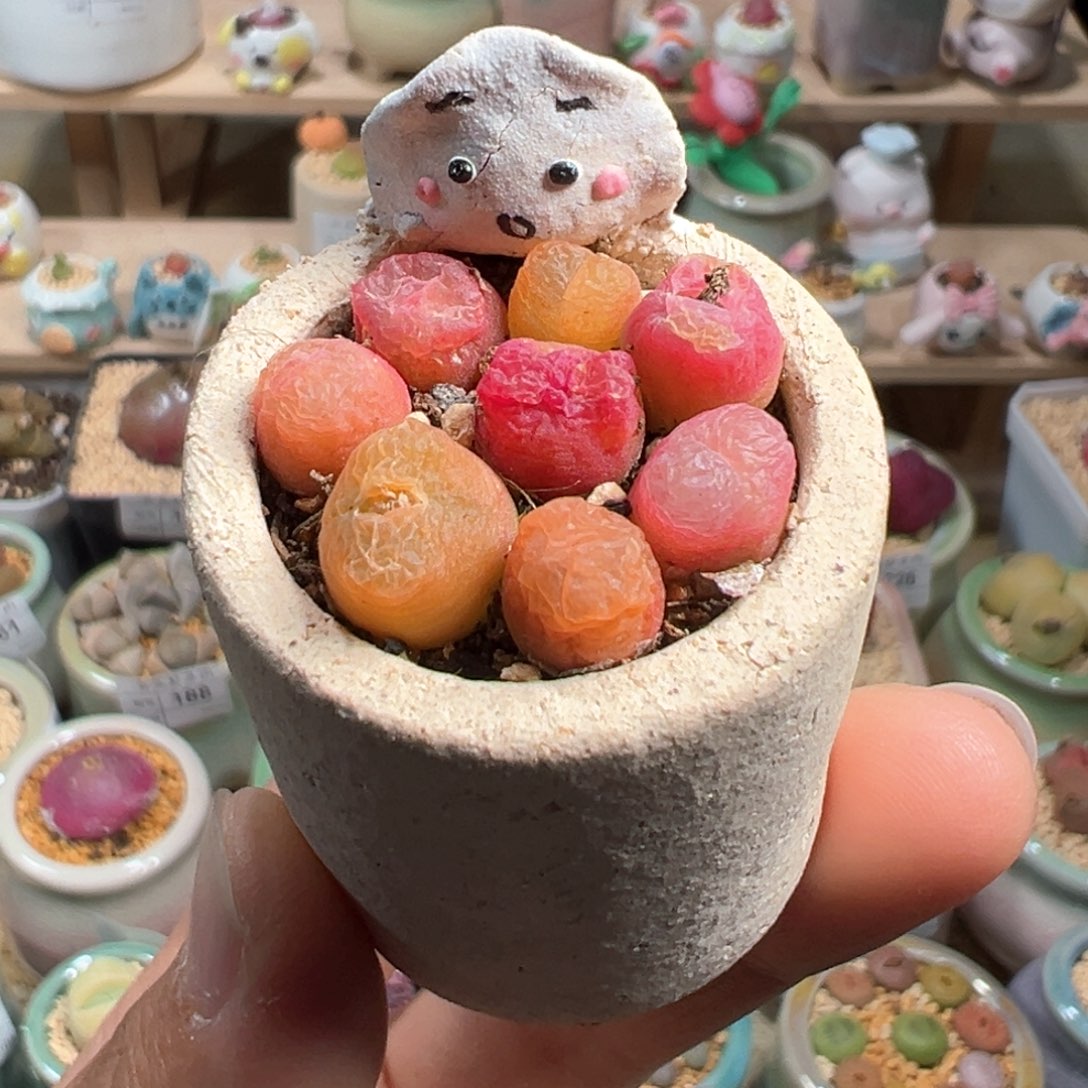 多肉植物231号毛毛