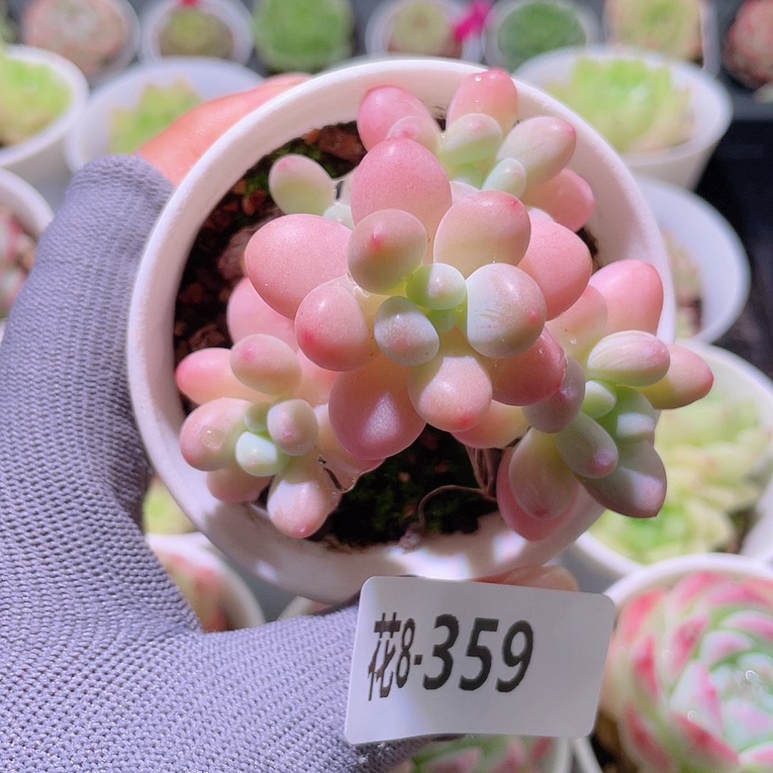 花利美 8-359洛可可