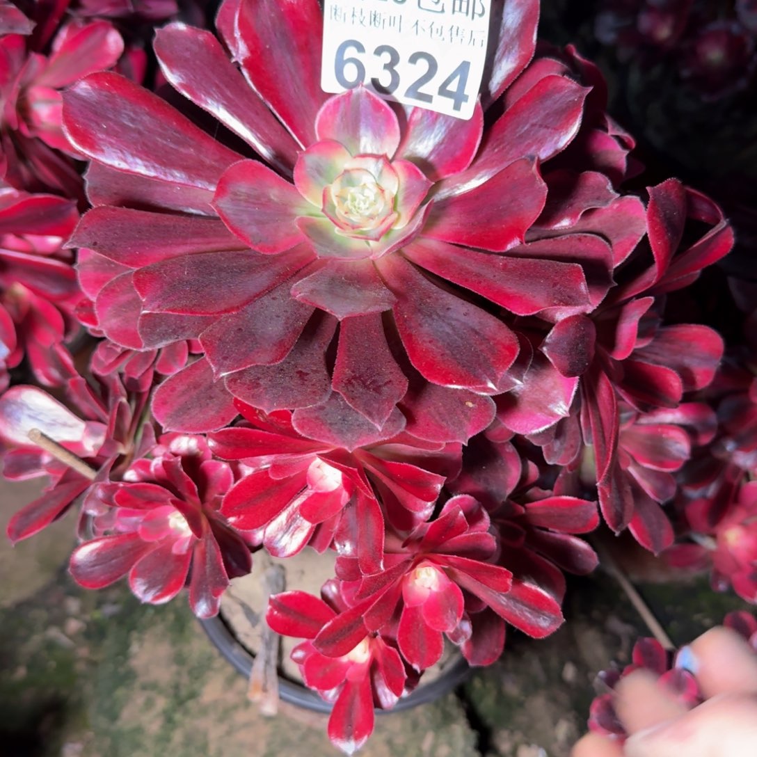 6324美杜莎不包段枝