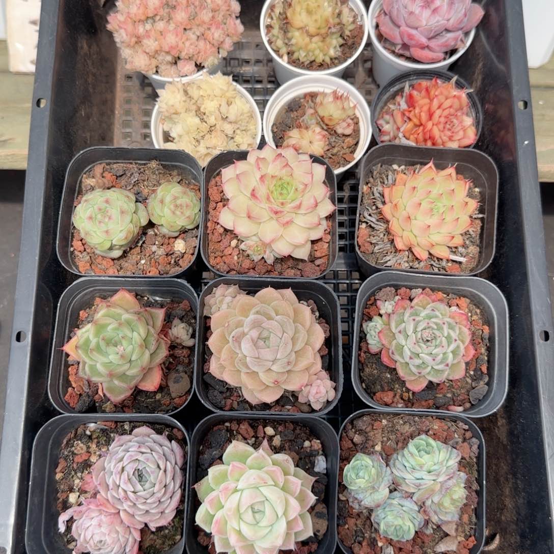 框拍框拍0210-135