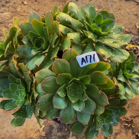 大绿玫瑰朵朵171多肉不包断