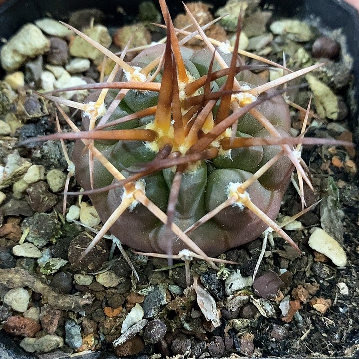 孤品实生优选粗刺守金摩天龙4cm