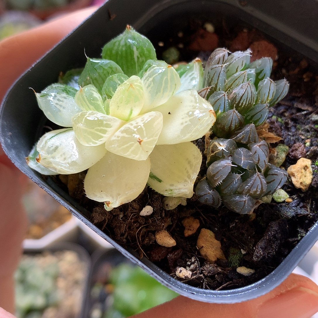 玉露锦带盆土发货jlut