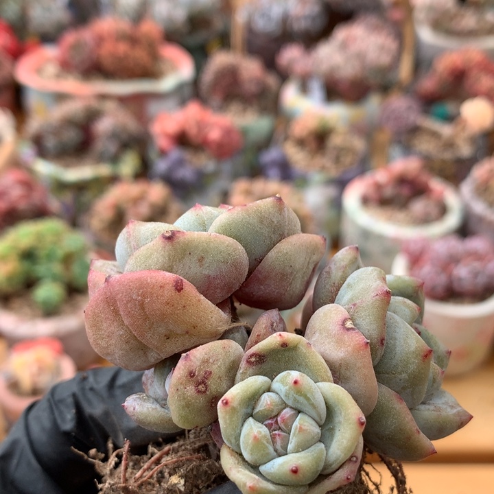 星影开播福利 002