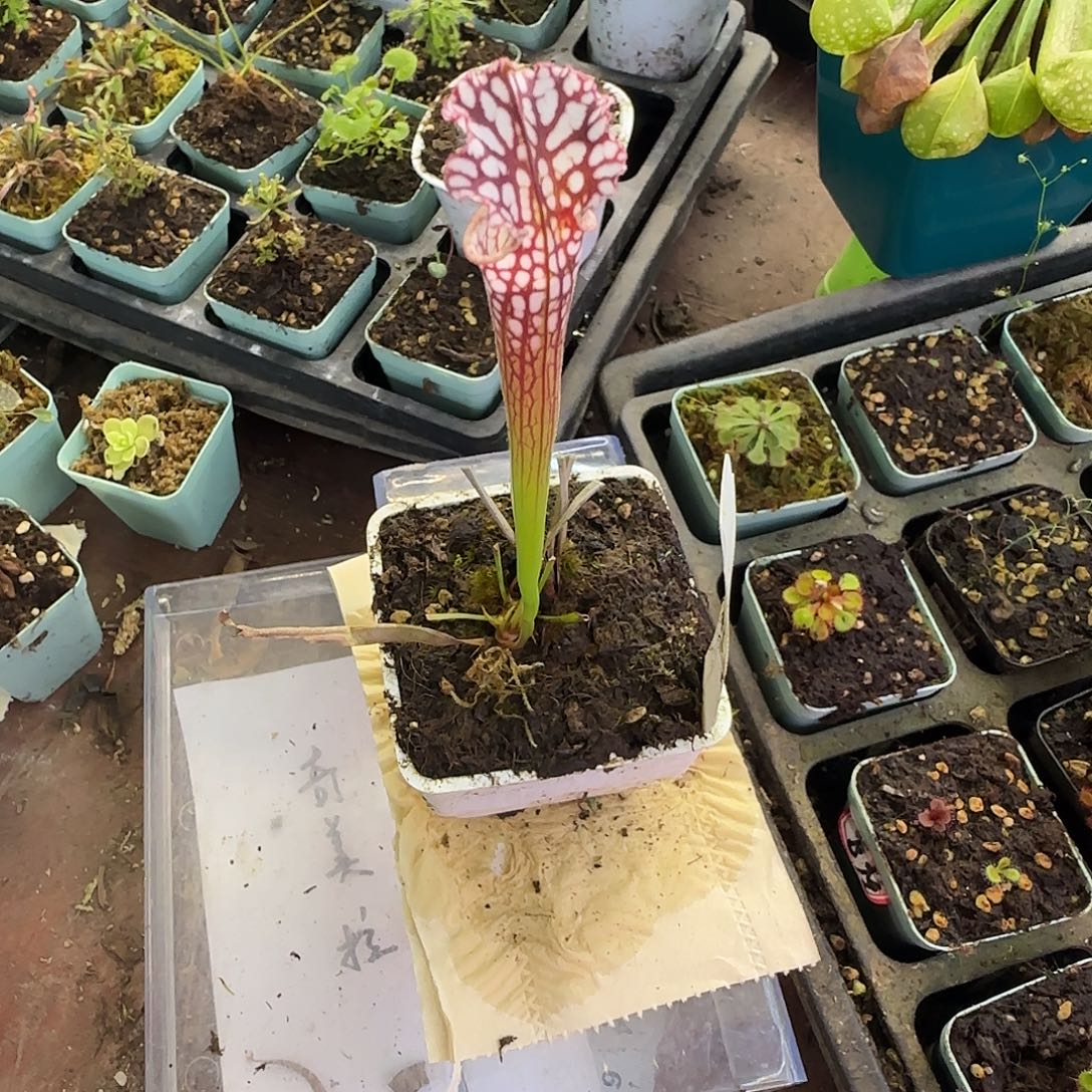 完全开放瓶子草HD瓶子草
