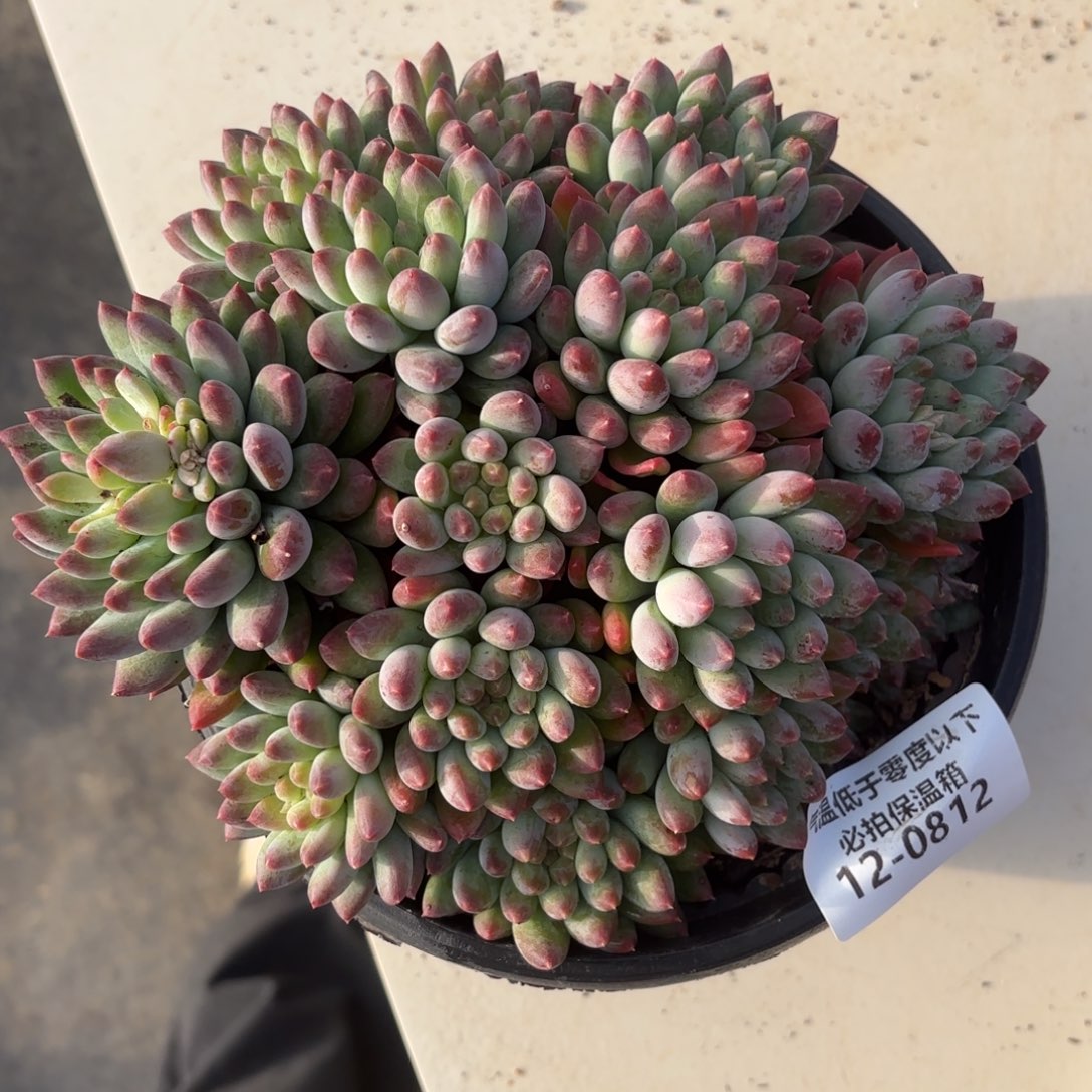 0812烟火美人多肉植物