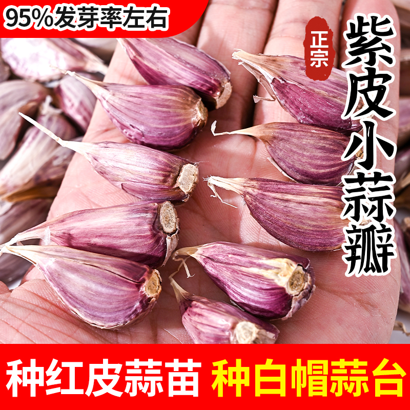 徐州紫皮小蒜瓣吃种正宗蒜苗蒜台蒜手工蒜红皮蒜批发寒蒜川蒜子