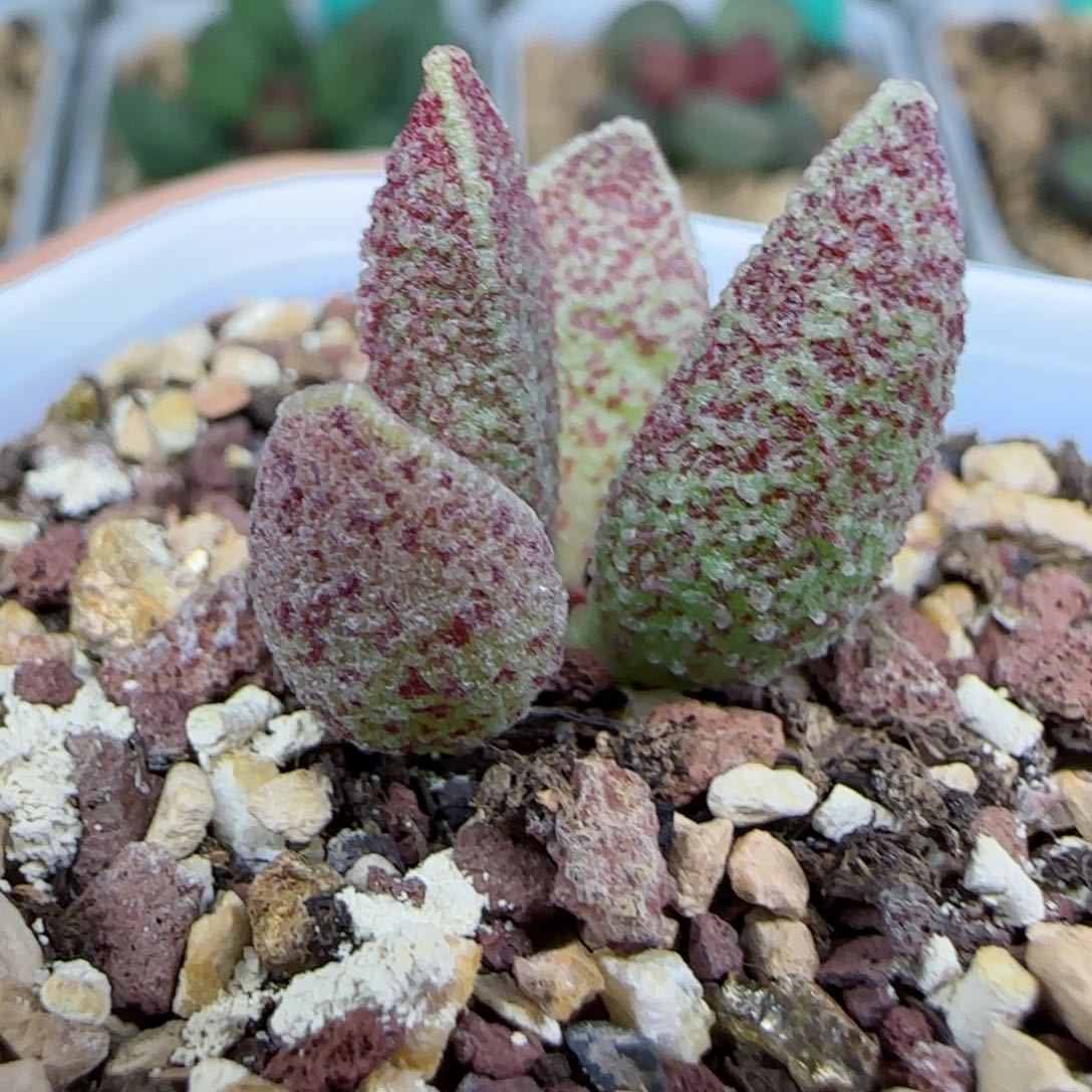 实生两年苗4号，带盆发货