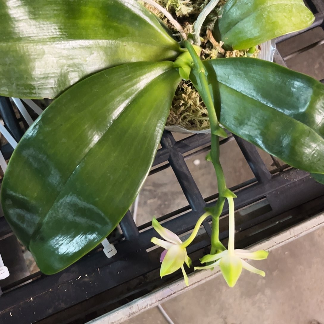 g***e完全开放白贝3.5杯，开花株有叶损