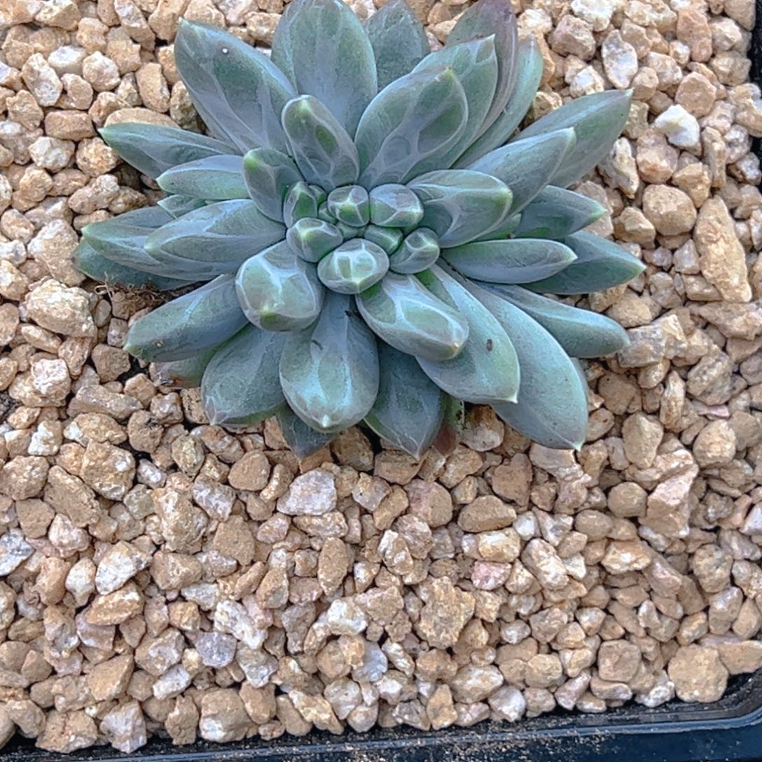 肉肉 雪黛丽缀化 发货