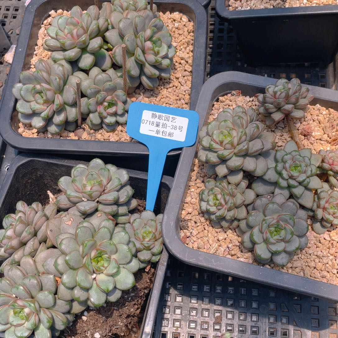 0718-38-葡萄老桩大群生一颗