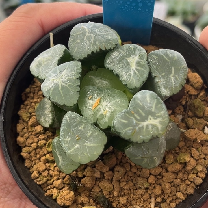 216万象发发发发发发