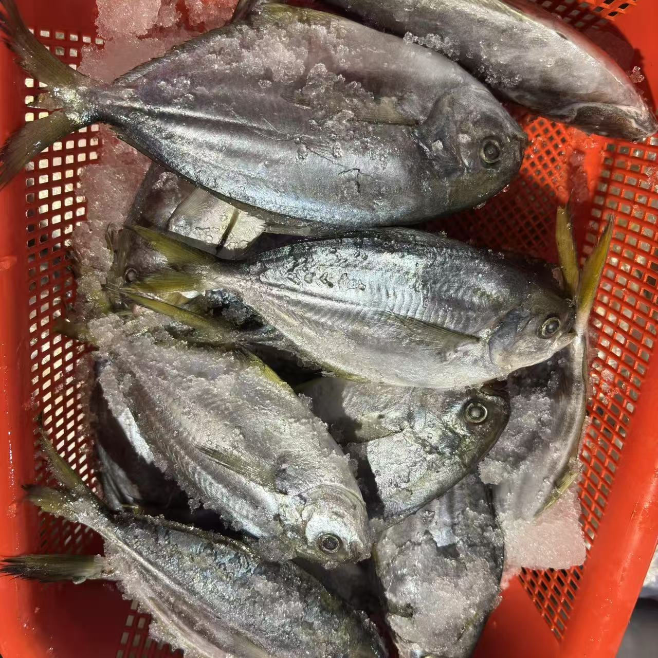 深海油鲳 3斤（一斤5条左右）原条发