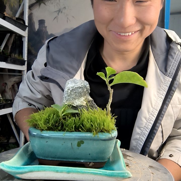 饭***位小盆景小植物一物一拍15