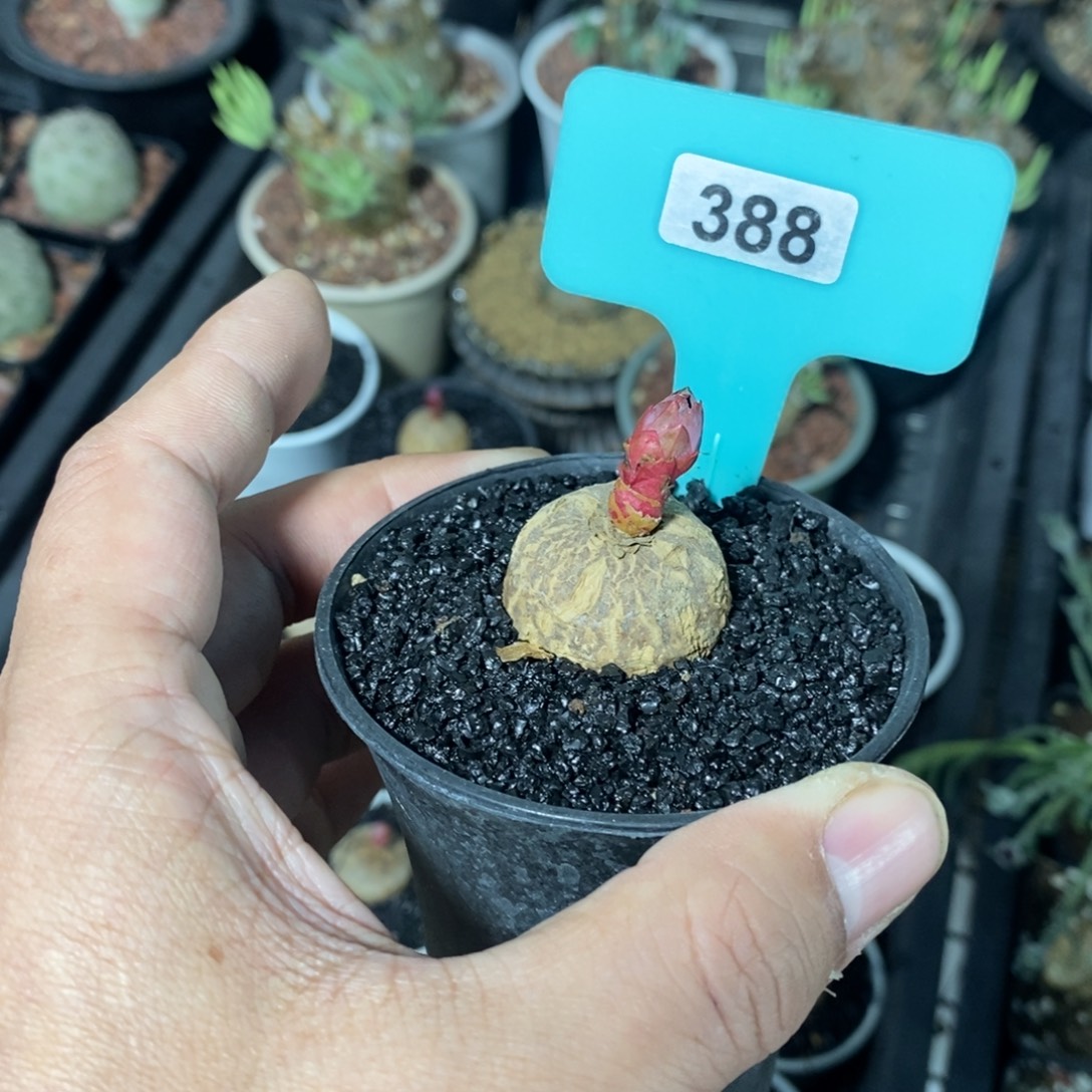 玫瑰大戟多肉植物