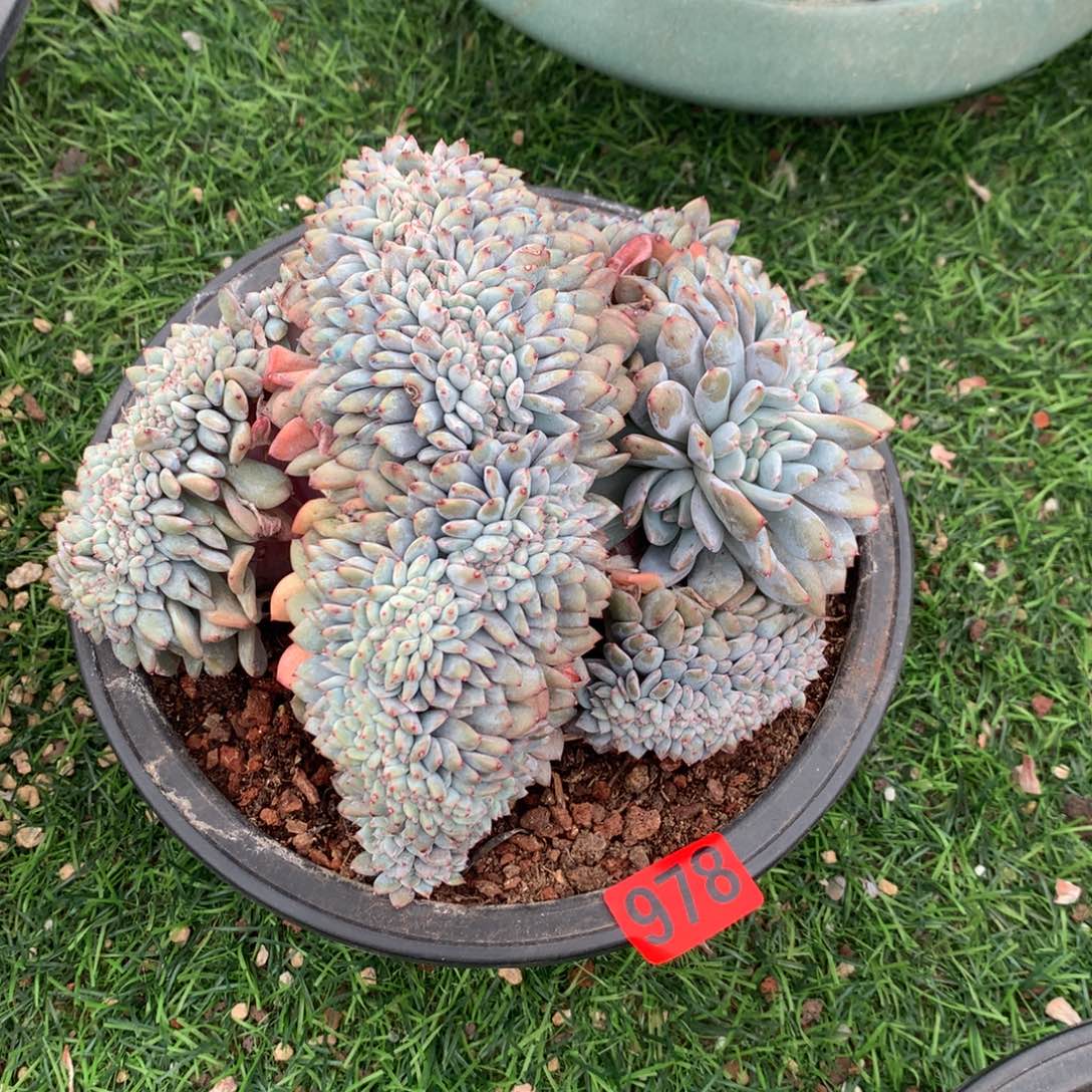 978橙子111111111111