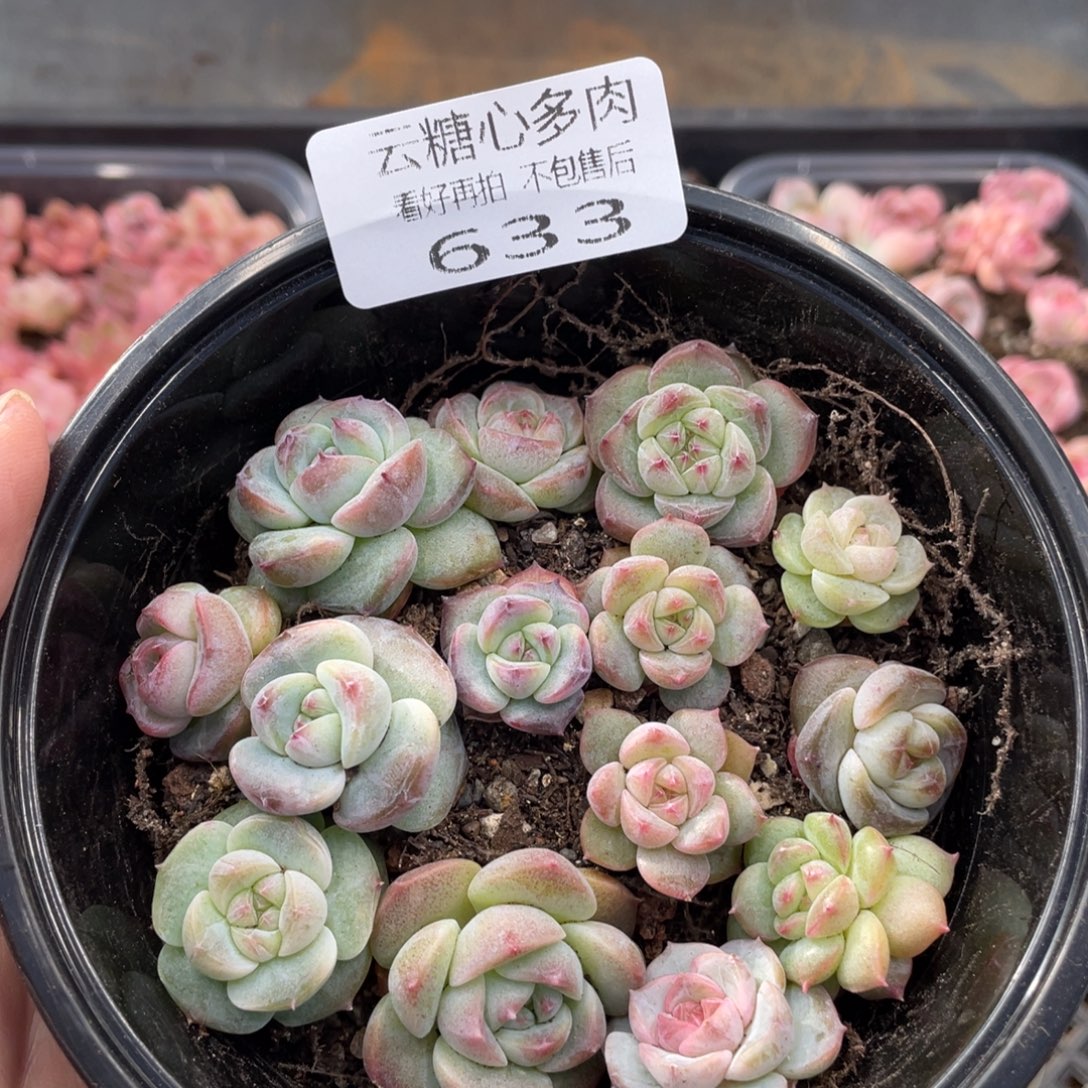 云糖心多肉植物633