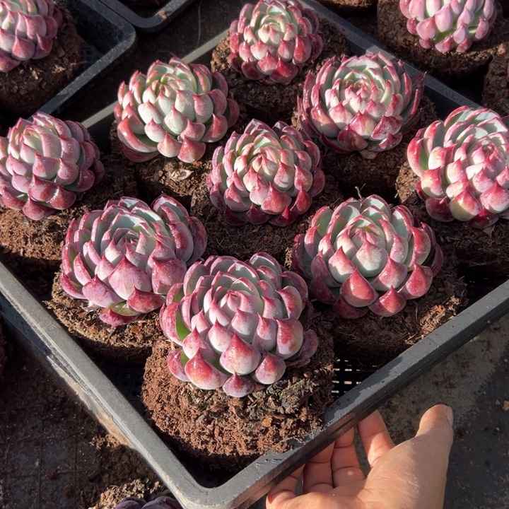 精品多肉植物老桩随机发一棵惊鸿仙子