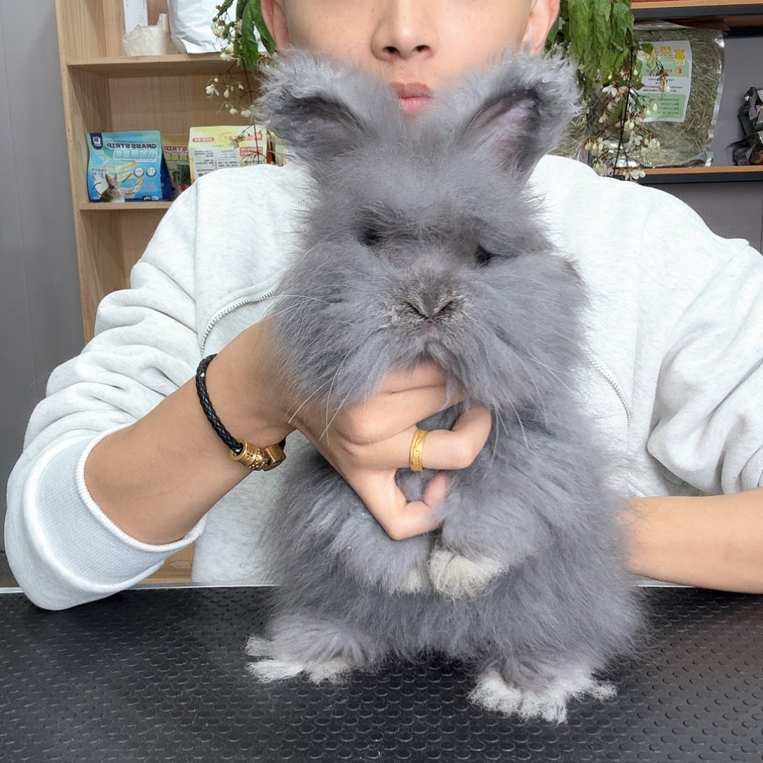 ****。安哥拉兔免费 公 