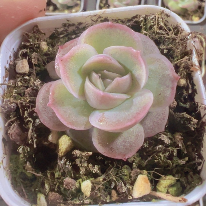 水晶虾饺精品多肉