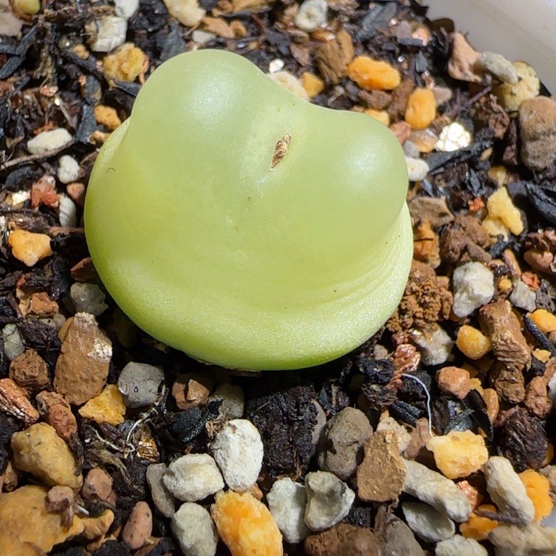 多肉植物拉登2公分3号