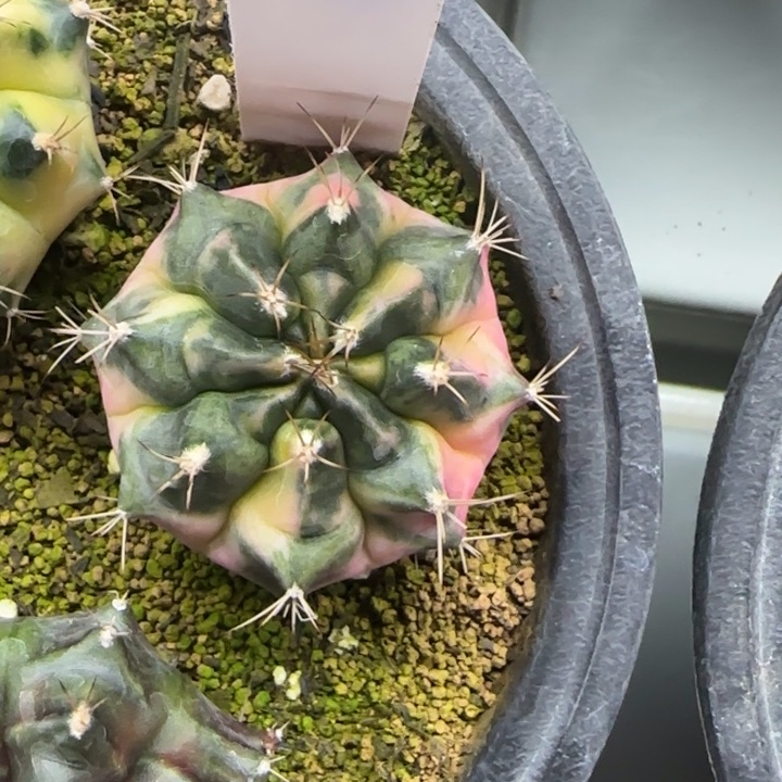 77-0208小白脱土发多肉